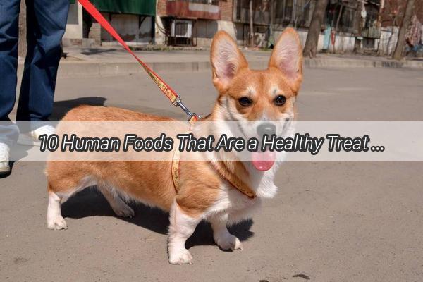 10 Human Foods That Are a Healthy Treat for Your Canine Companion